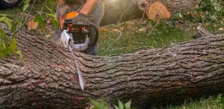 How Our Tree Care Process Works  in  West Milton, PA